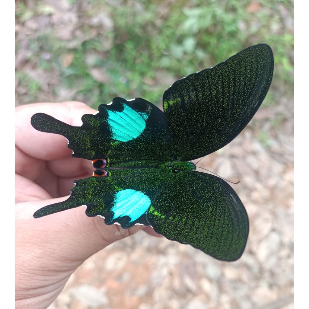 Papilio paris รุ่น A1 รุ่น