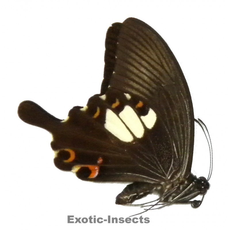 Papilio helenus enganius specimen - สเปคผีเสื้อหยาบ