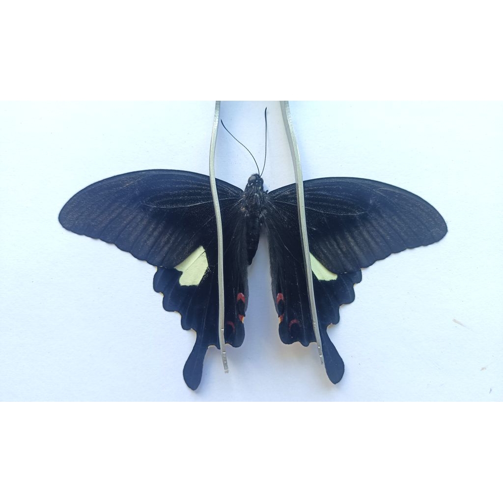Papilio nephlus butterfly ตัวอย่างตัวอย่างตัวอย่างตัวอย่าง