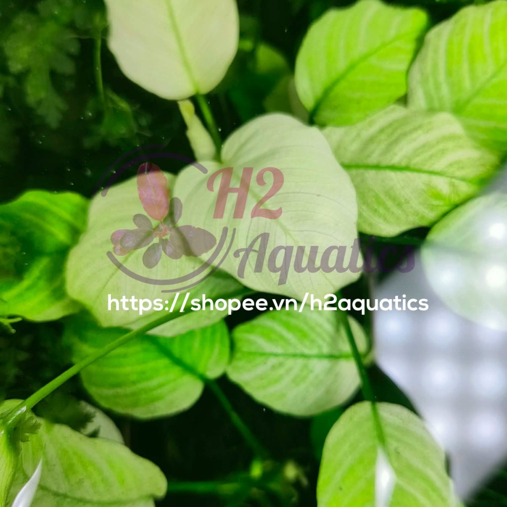 Anubias Broad White Wax - สินค้าสะสม - สีสวย - ดูแลง่าย - H2 Aquatics