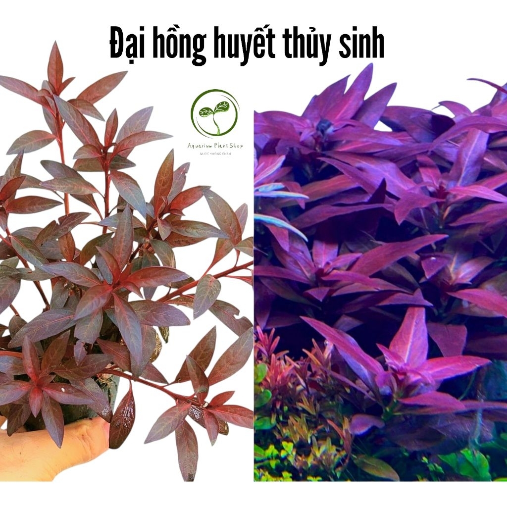 Aquatic Dai Hong Huyet _Ludwigia glandulosa