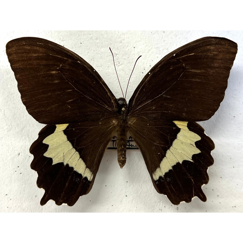 Papilio heringi Specimen - สเปคผีเสื้อหยาบ
