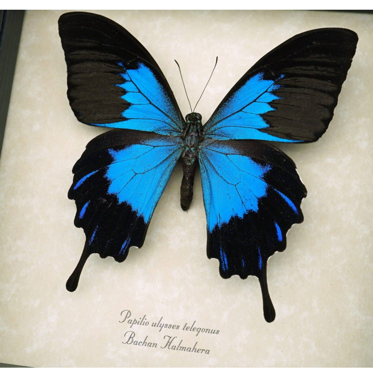 Papilio olyss telgonus specimen - สเปคผีเสื้อหยาบ