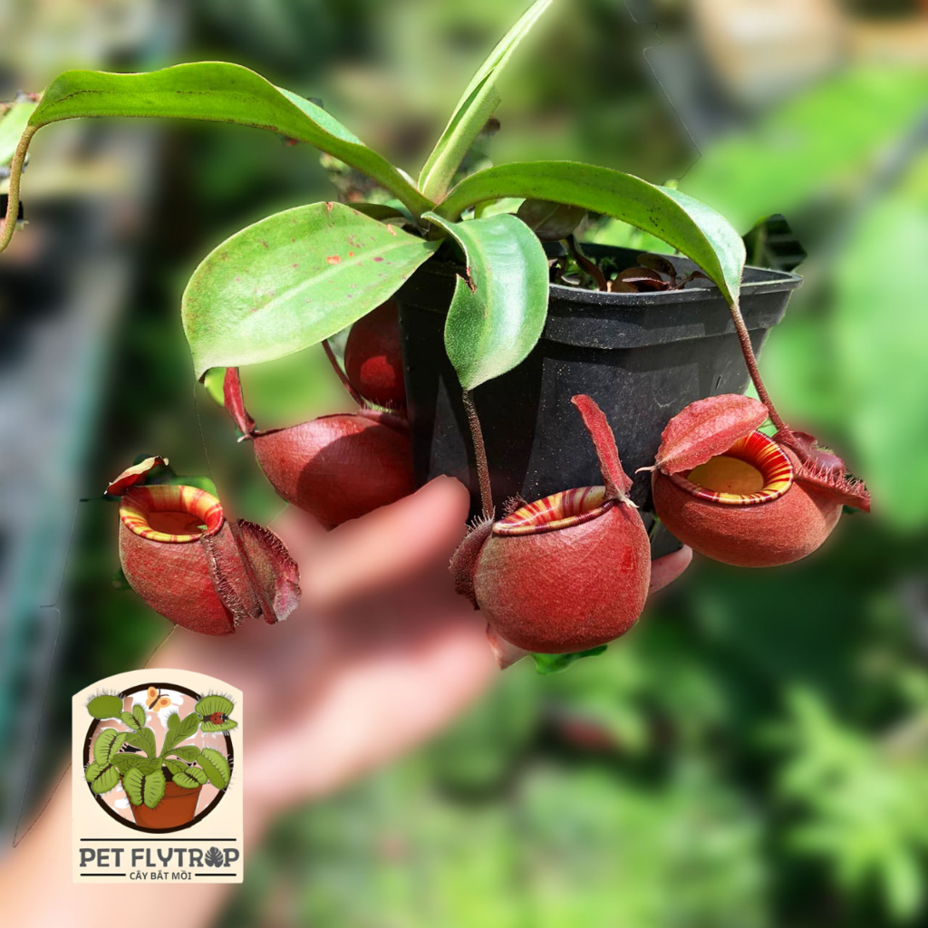 Vking x Ampu ฝาปิดกาต้มน้ําทรงกลมเพื่อความงาม ของแต่งบ้านแบบแขวนหรือตั้งโต๊ะ