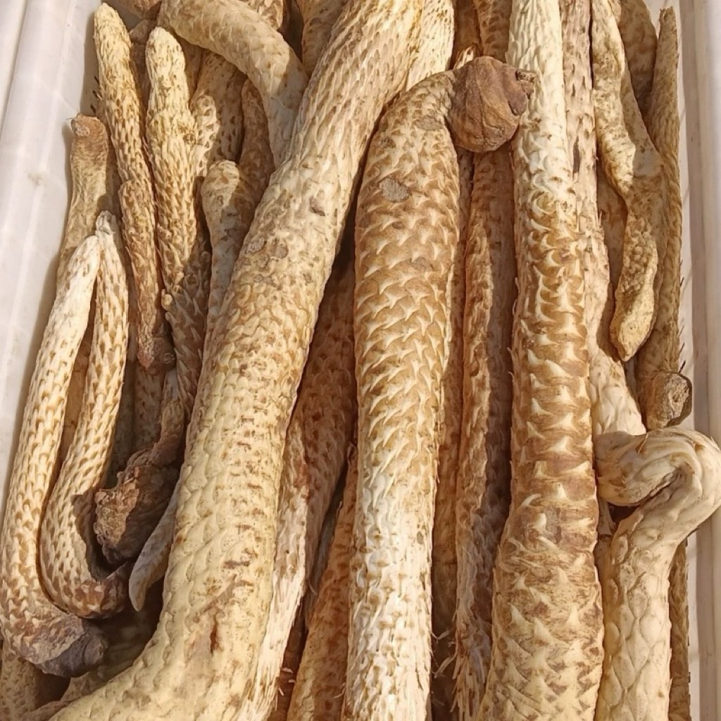 SA Desert Dung Dung - Fresh Dung Dung