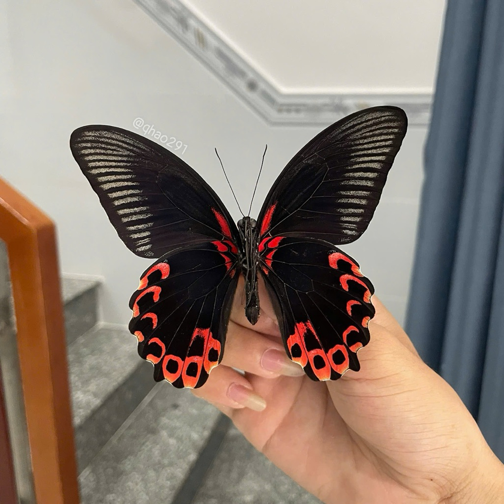 Papilio deiphobus deiphontes - สเปคผีเสื้อหยาบ