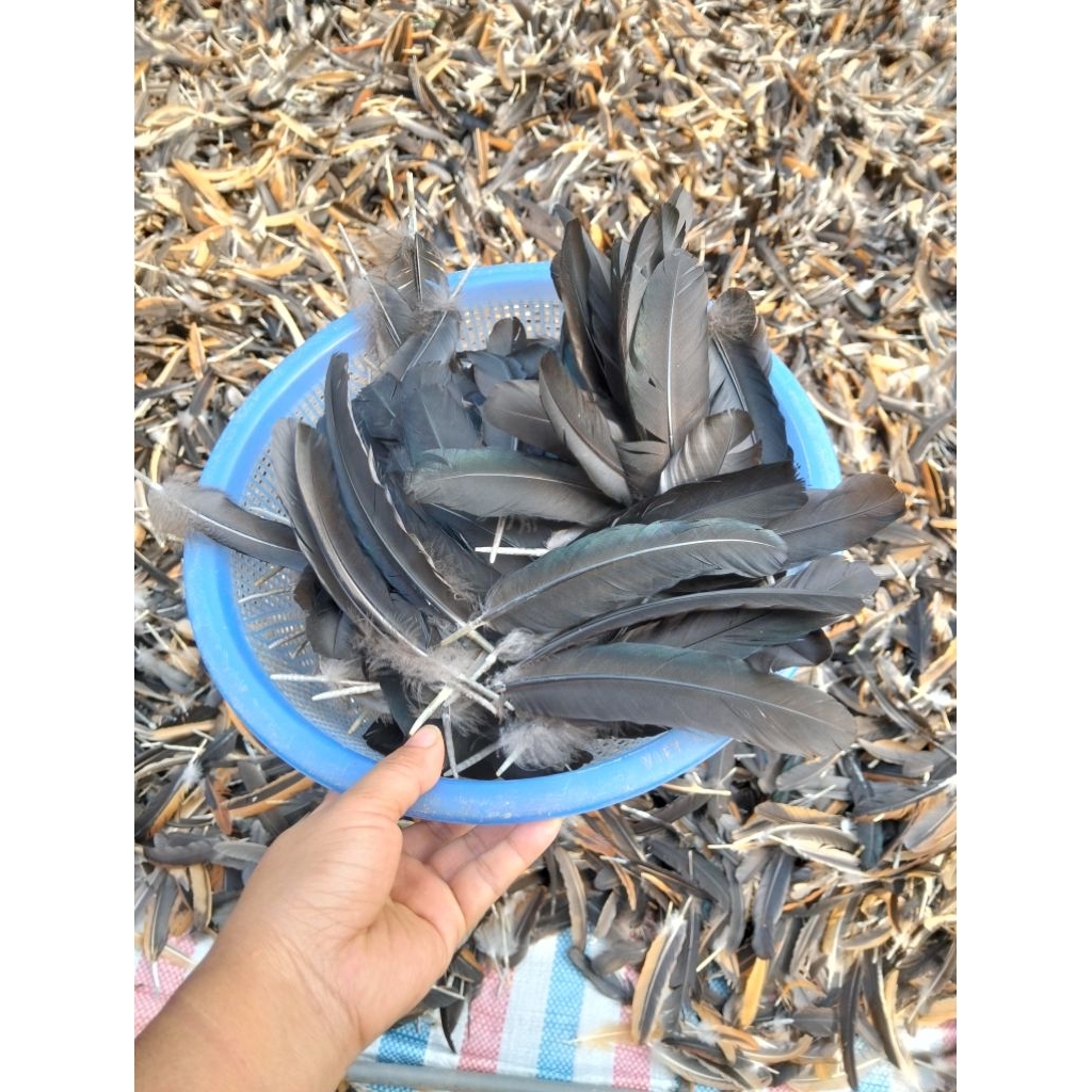 50 ขนปีกไก่ดํา ขนน้ําเต้า รุ่นใหญ่ใช้ร่วมกันขนนกไก่ชน ราคาถูก Shopee Lazada