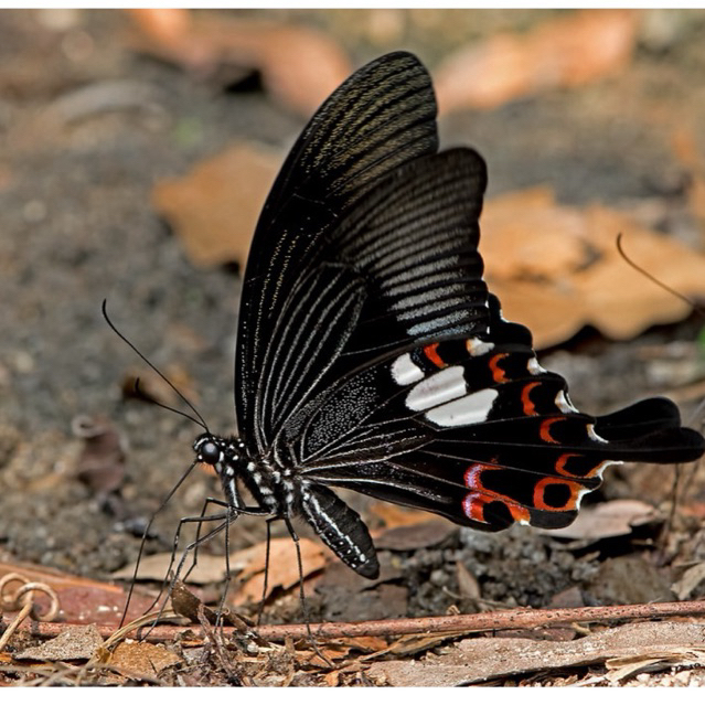 Papilio helenus helenus - ตัวอย่างผีเสื้อหยาบ
