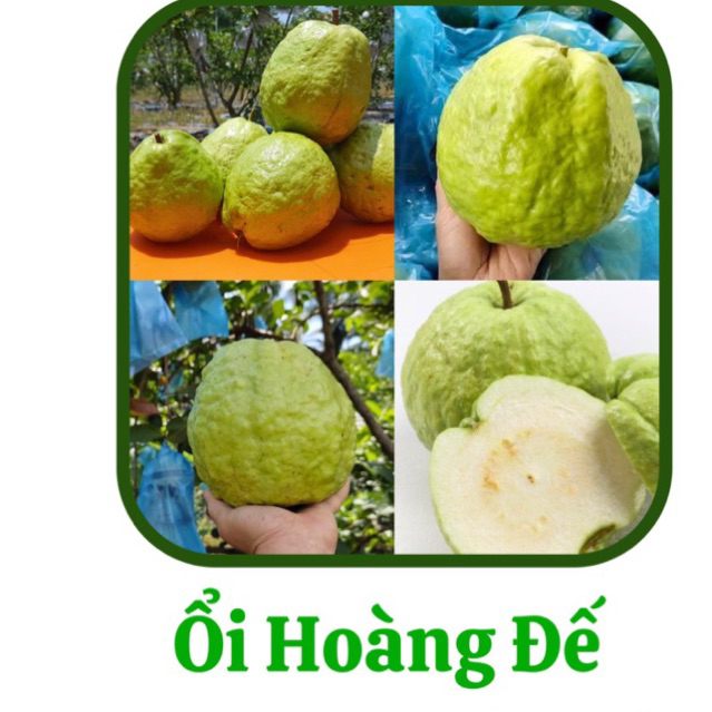 สวน ตกแต่ง พร้อมจักรพรรดิ GUAVA