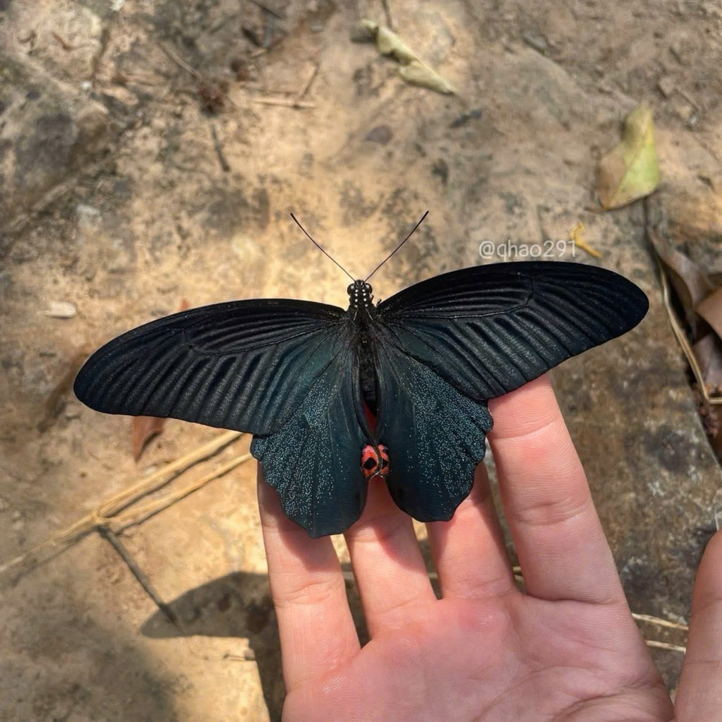 Papilio protenor specimen - สเปคผีเสื้อหยาบ