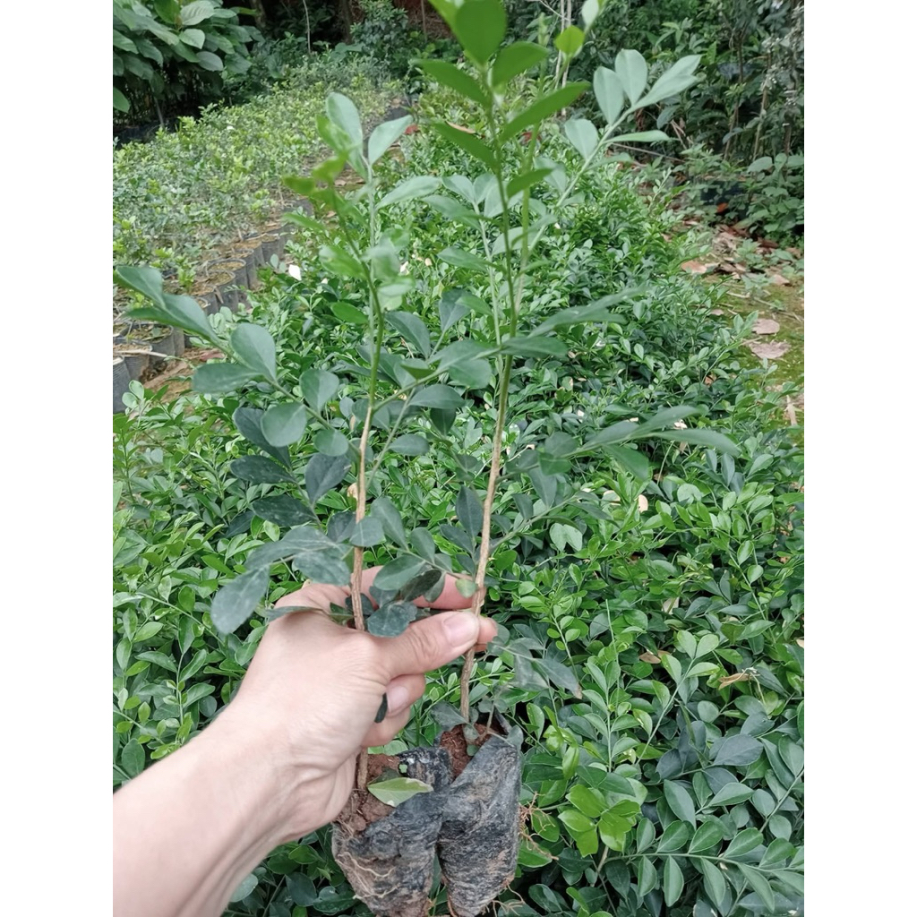 BAYA CINNAMON VARIETY