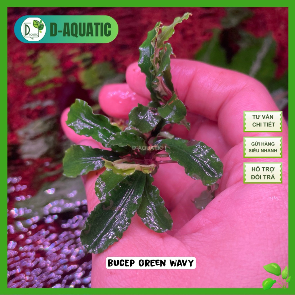 Combo 2 ชิ้น Bucep Green Wavy - bucephalandra สีฟ้าที่เล่นง่ายเป็นพิเศษ