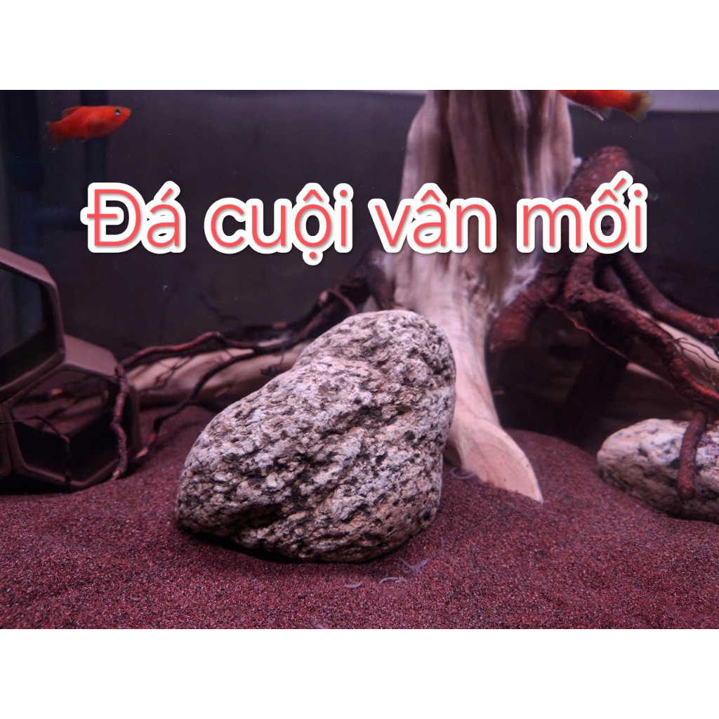 ปลวก Pebbles ตกแต่ง Setup Decor Aquarium