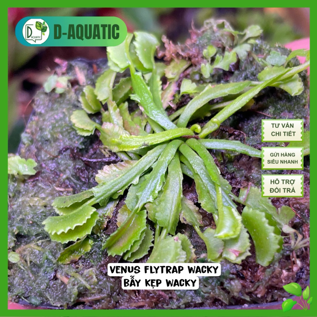 Venus flytrap Wacky - กับดักคลิป Wacky สําหรับนักสะสม