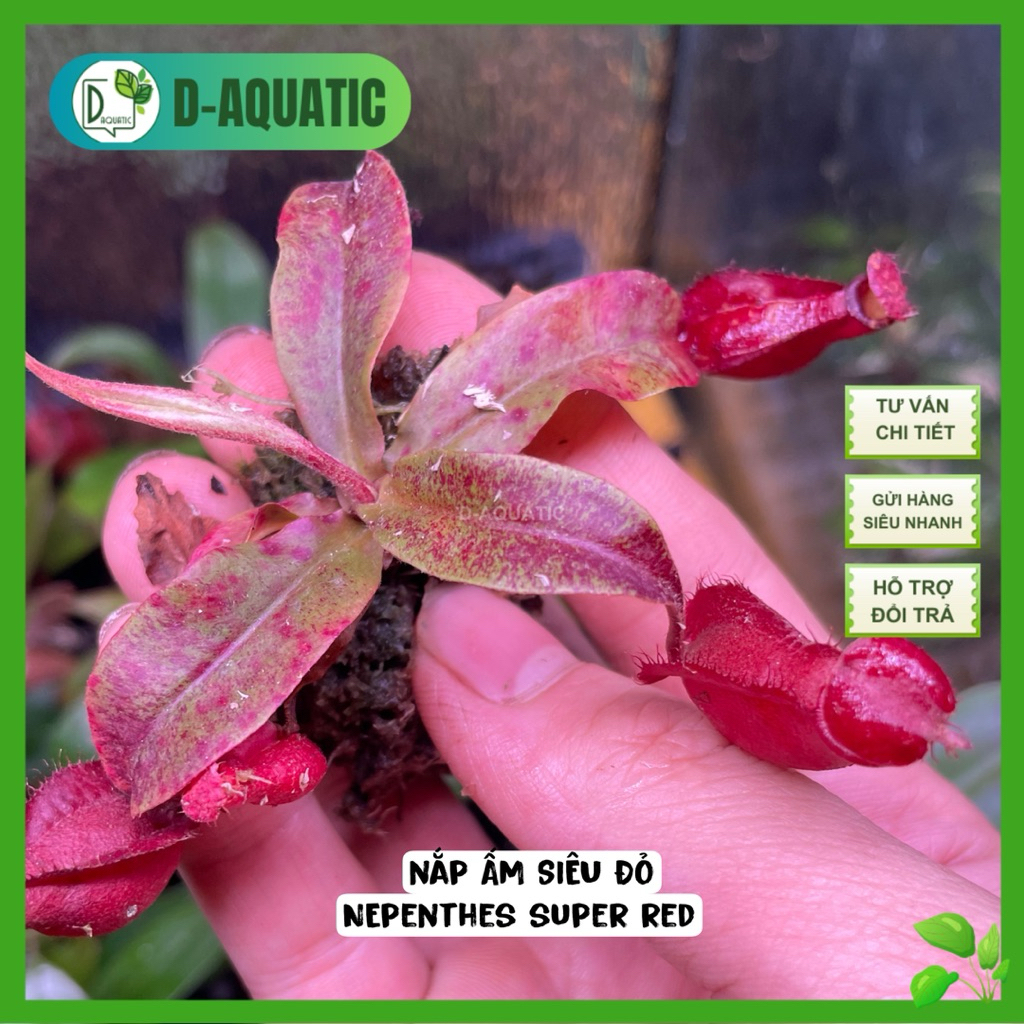 Nepenthes super red - ฝากาต้มน้ําแดงซุปเปอร์สีสันสดใสสําหรับขวดกึ่งขวดและสวนขวด