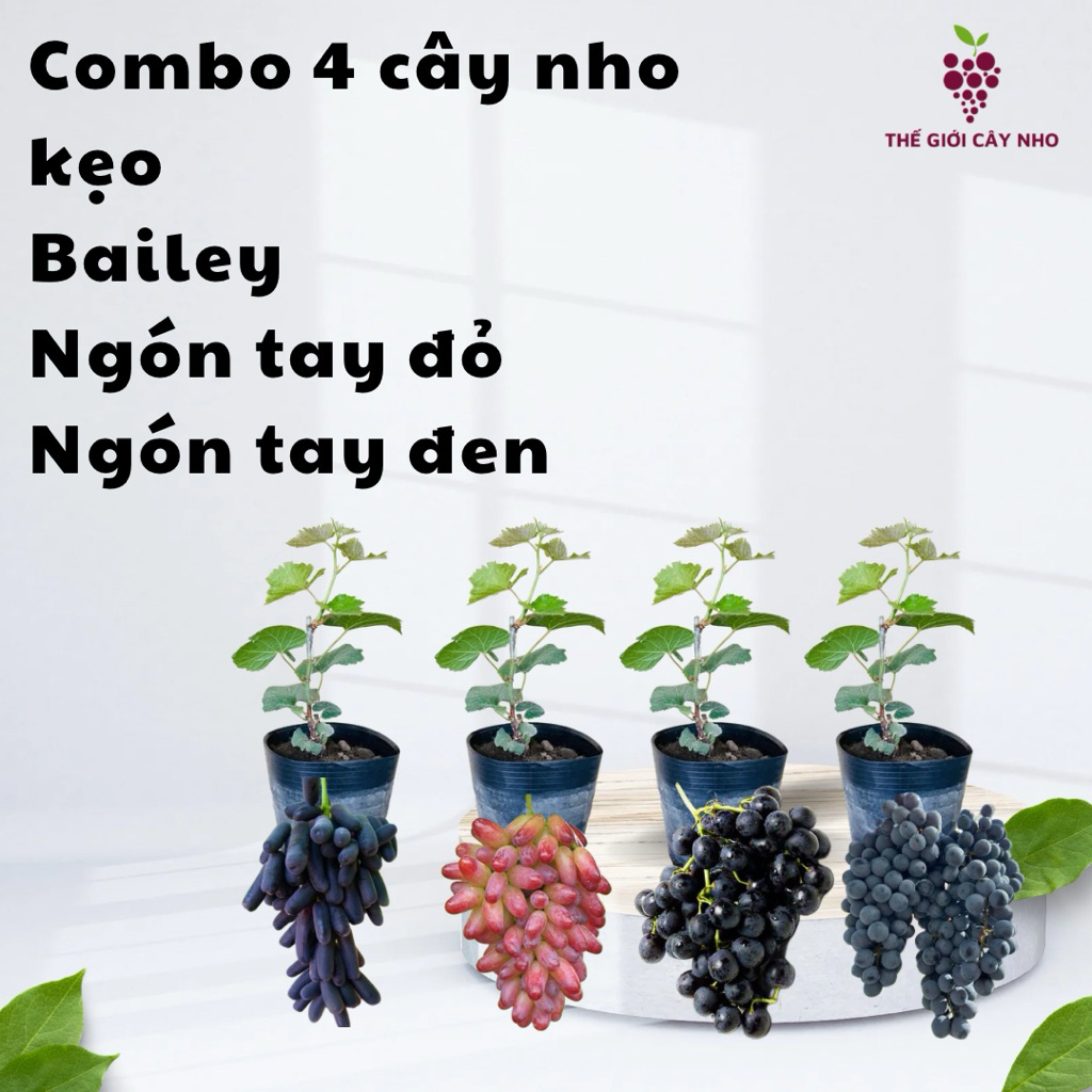 COMBO องุ่น 4 อัน: (CANDY, BAILEY, RED Hand, Black Hand)