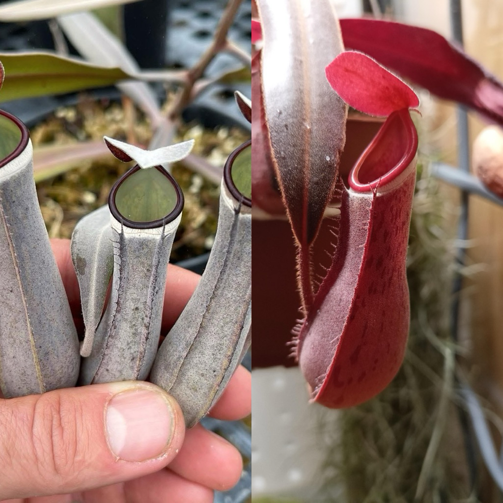 N.albomarginata ตกแต่งสวนสีแดง/ดํา | จับฟลอร่า