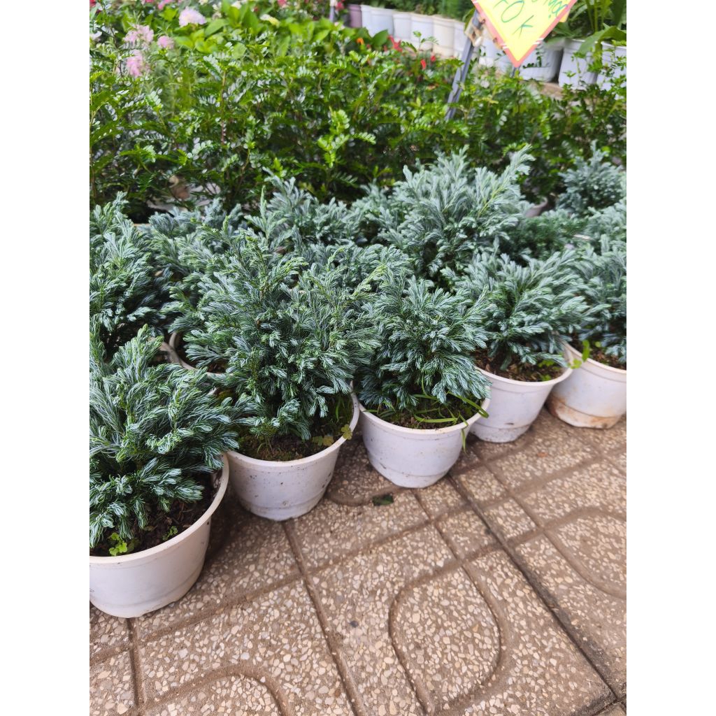 Cedrus - พืชตั้งโต๊ะ ตกแต่งสวน Deco