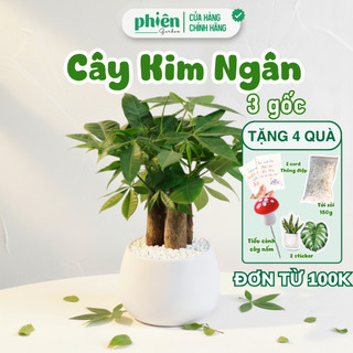 Chậu Cây Kim Ngân 3 Gốc Để Bàn Kèm Chậu Gốm Tráng Men