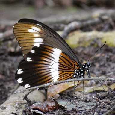 Papilio galliens specimen - สเปคผีเสื้อหยาบ