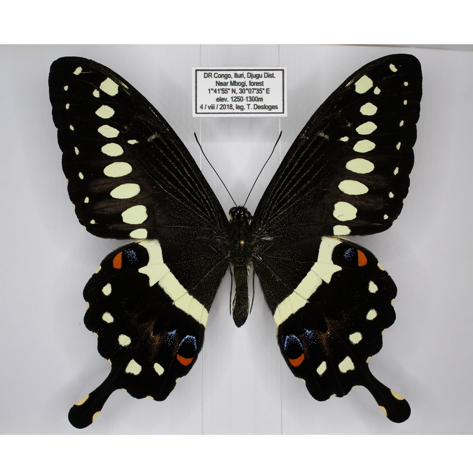 Papilio lormiei specimen - สเปคผีเสื้อหยาบ