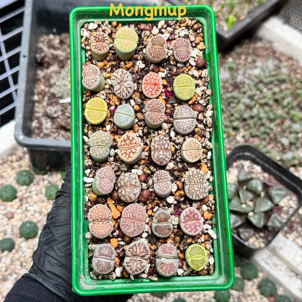 [อ่านคําอธิบายให้ละเอียด1.5-2ซม] 1ถาดดอกบัวก้นไลทอปผสมสุ่มลายแล้วแต่แบทช์
