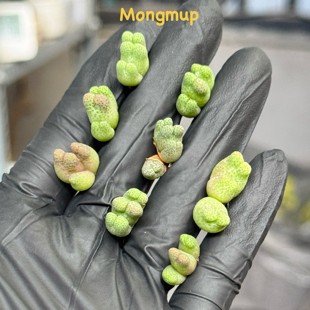 [หมายเหตุขนาดเล็กมาก] ชุด 2 ชิ้น lithop conophytum polka dot skin lotus สาย Conophytum marginatum