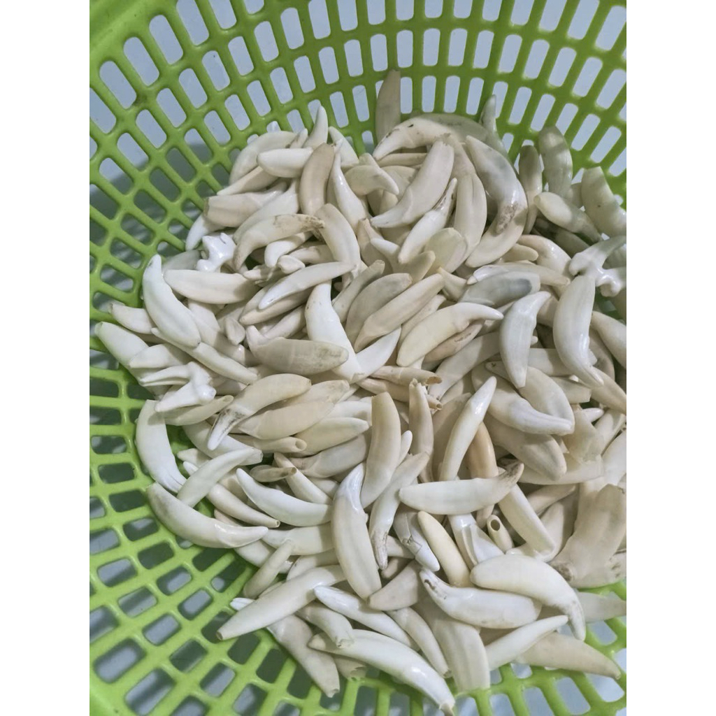 จี้เขี้ยวหมาป่าไม่ได้ครอบคลุมเงินสร้อยคอแฟชั่นสําหรับผู้ชายผู้หญิงและเด็ก