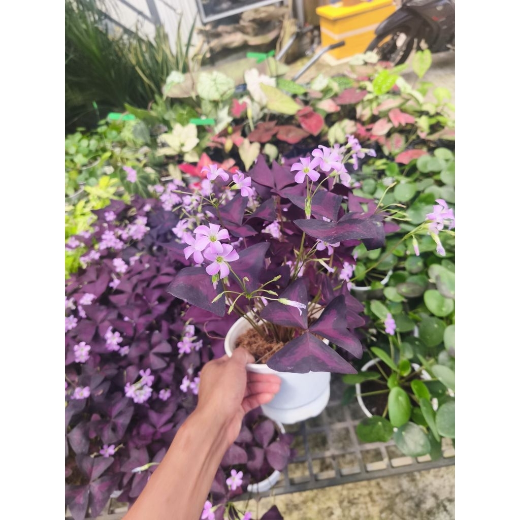 Oxalis Triangleis - Oxalis Triangleis