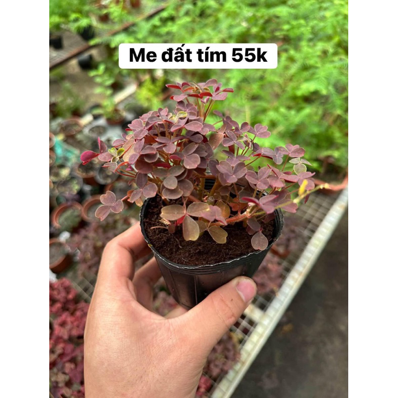 Oxalis มะขามม่วงเกลียว