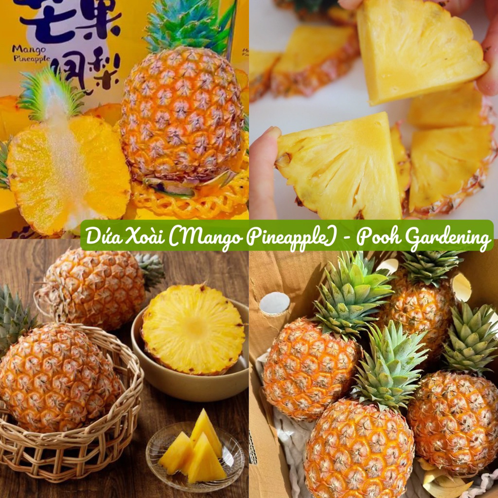 ตกแต่งสวนพร้อมน้ําผึ้ง PINEAPPLE, MANGO PINEAPPLE