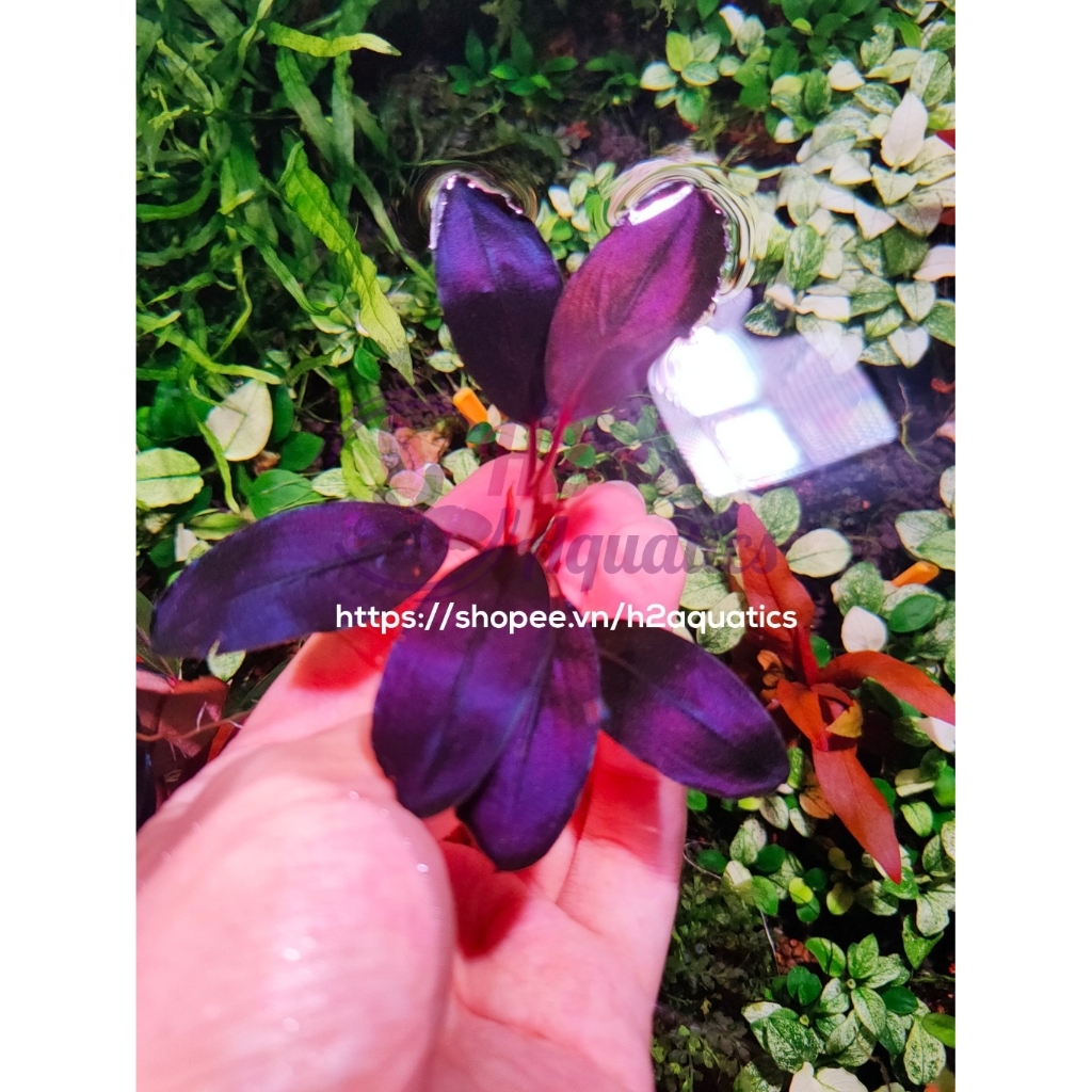 บูเซปบลูปิโนห์พร้อมใบน้ํา - พืชน้ําสะสม - H2 Aquatics