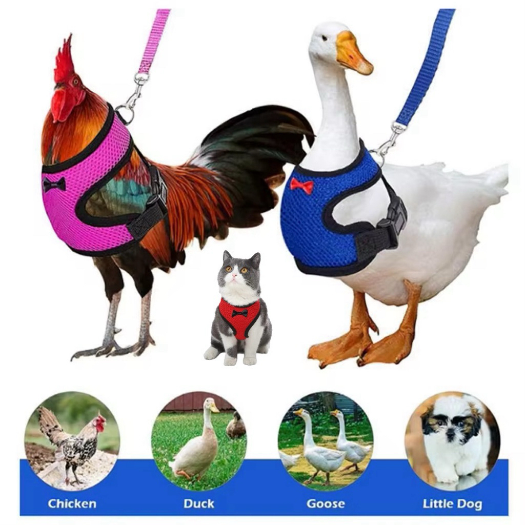 TRAINING BOOTS คุณภาพสูง VETS SET BELTS BELTS BELTS BELTS CHAINS CHICKEN DUCK RABBITS DOGS CATS MOUS
