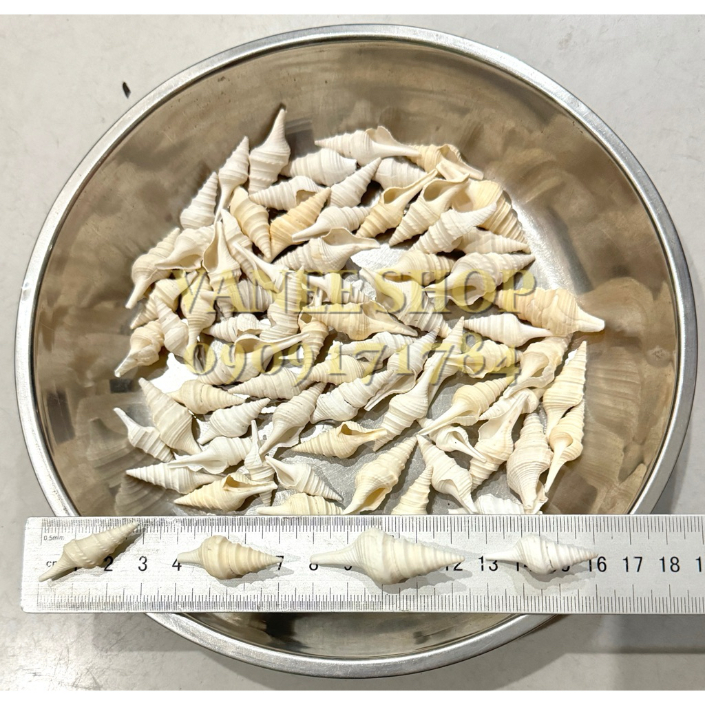 WHITE TOWER Snail Shells 100gr - VANEE Snail Shells