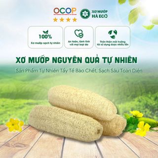 Xơ Mướp Nguyên Quả Thiên Nhiên HÀ ECO, Làm Bông Tắm Tẩy Tế Bào Chết, Sạch Sâu Toàn Diện