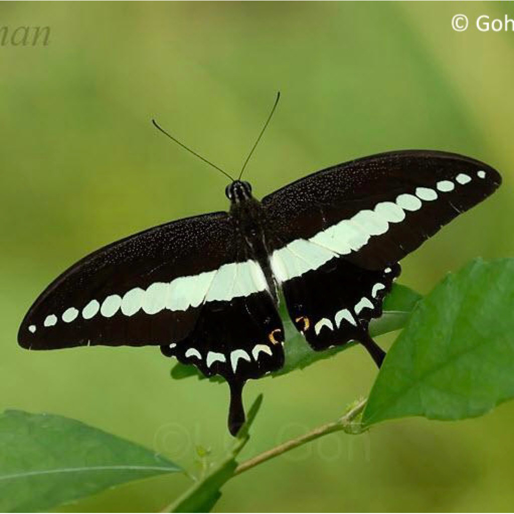 Papilio demolion specimen - สเปคผีเสื้อหยาบ