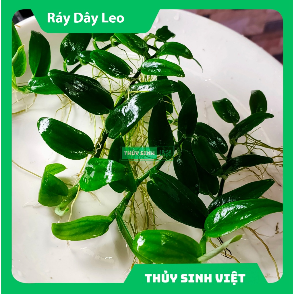 เถาวัลย์น้ํา - มีเอกลักษณ์ บิวตี้ - ดูแลง่าย - ไม่ต้อง CO2 - Aquatic Viet