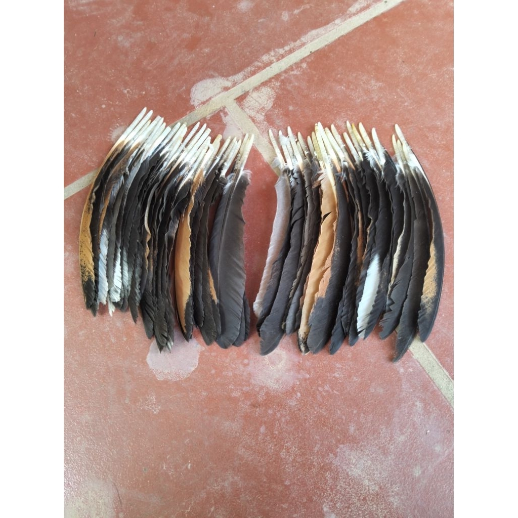 ปีก100เส้น (ปีกซ้าย50เส้นและปีกขวา) ใช้เป็น ปีกไก่ชน