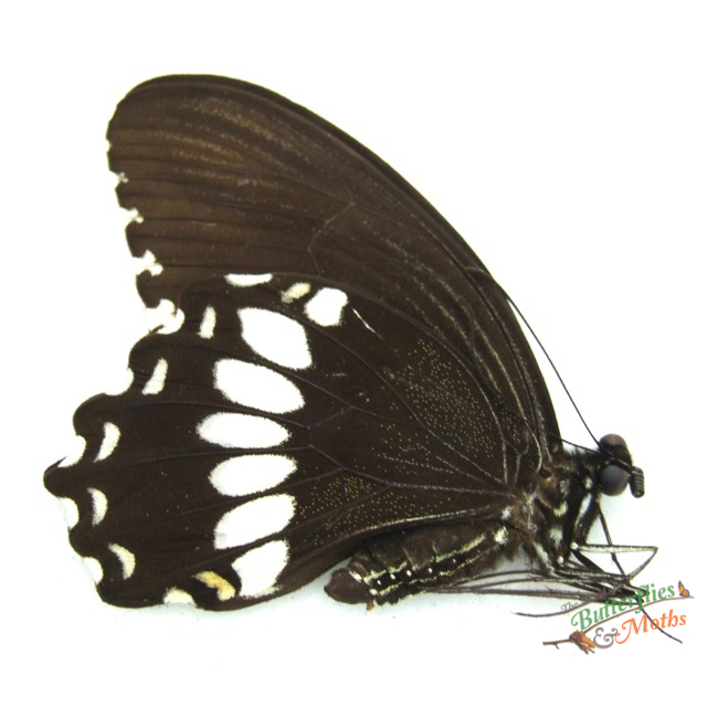 Papilio alpheno specimen - สเปคผีเสื้อหยาบ