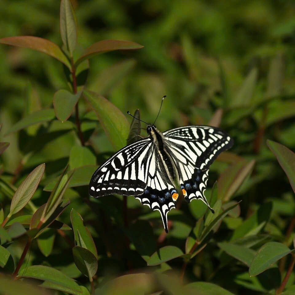 Papilio xuus - Papilio xuus - สเปคผีเสื้อหยาบ