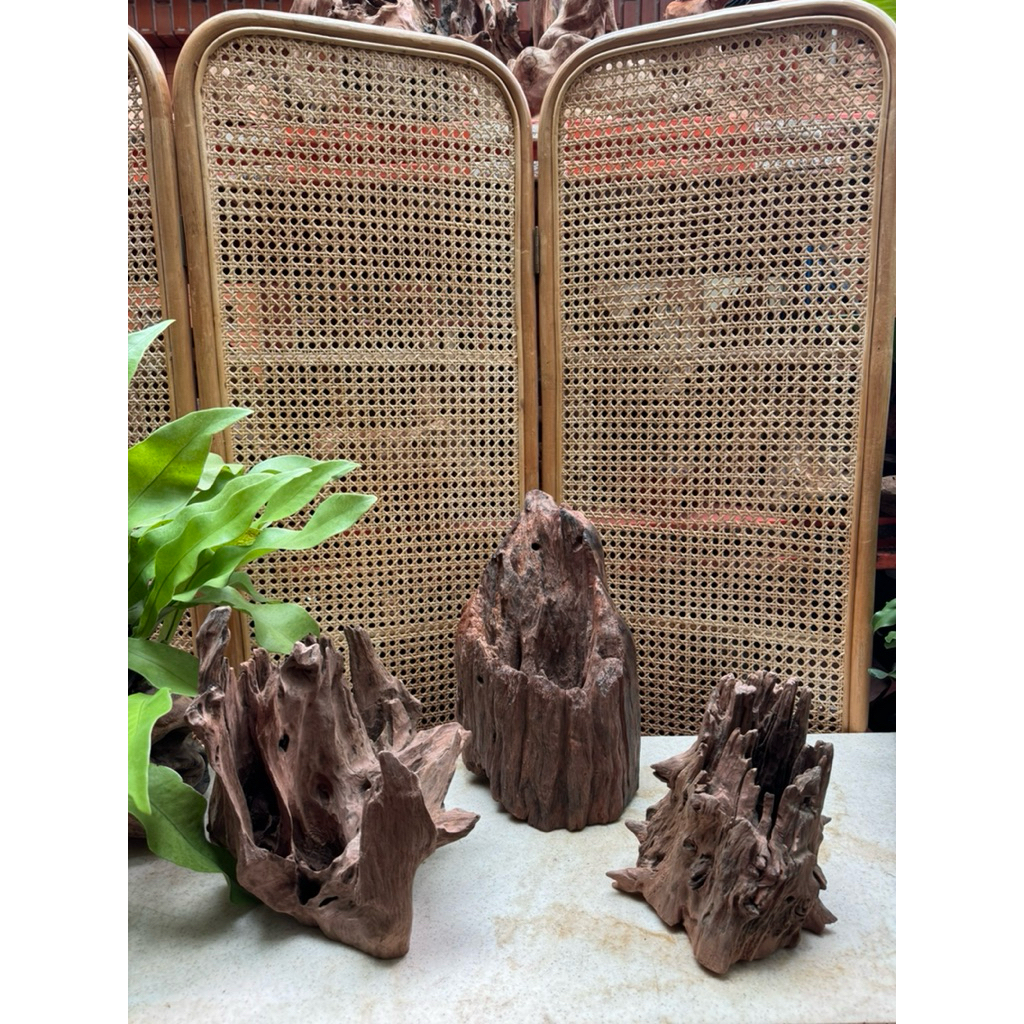 LG01 - Orchid Driftwood - Orchid Grafting Driftwood - Pillar Driftwood