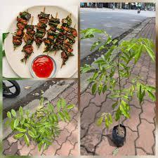 คอมโบต้น Mac Mat 5 ต้น (ต้นเจียวี)