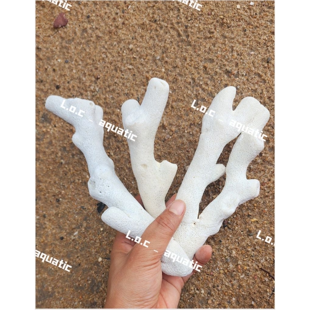5_กก. LAYOUT CORAL STICKS (ติดด้วย BRANCHES) คอรัลธรรมชาติ, ตู้ปลา, LAYOUT, สินค้าตกแต่งตกแต่ง