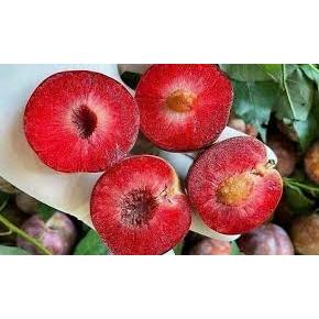 COMBO 3 HAU SON LA PLUM TREES