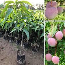 COMBO 3 เมล็ดมะม่วง AUSTRALIAN (GHIEP TREES)