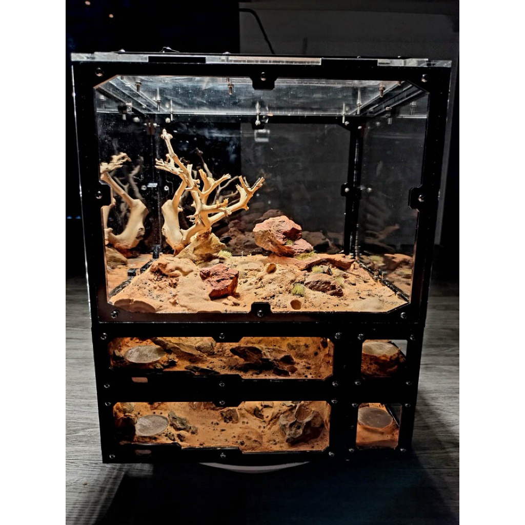 Taran Curlyhair โมเดลแมงมุม Honduras ไซส์ 3-5