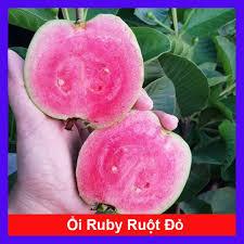 COMBO 3 RED-เนื้อ RUBI TREES (ACTUAL TREES)