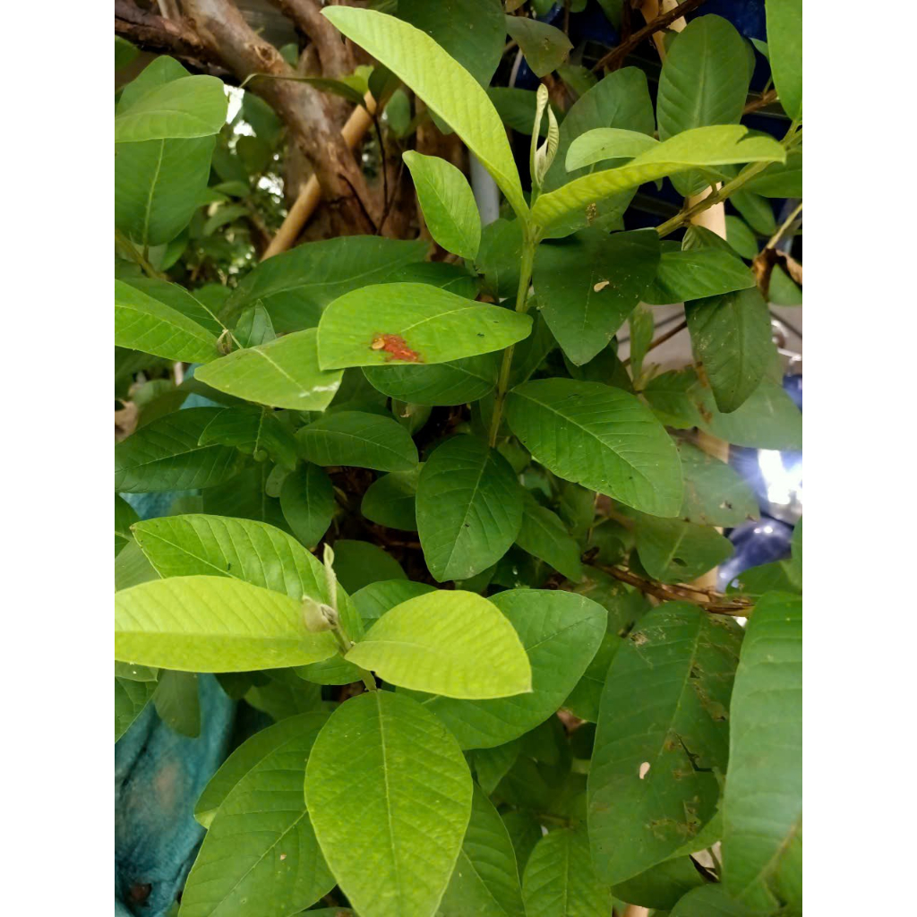 2KG LEAVES + FRESH GUAVA TREE WHOLE BRANCHES - (จัดส่งใต้เท่านั้น)