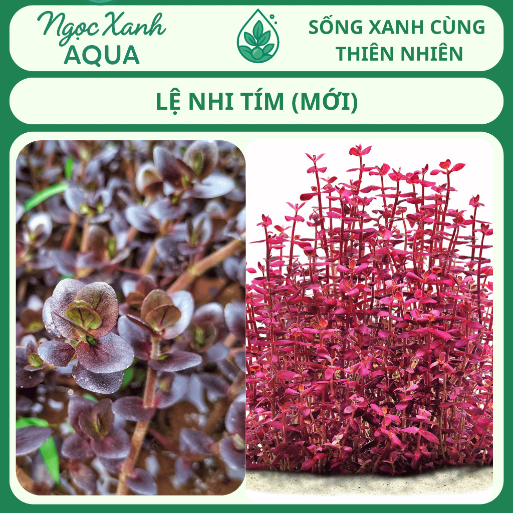 พืชน้ํา Le Nhi Purple – Bacopa salzmannii สีม่วง – Aqua Green Jade