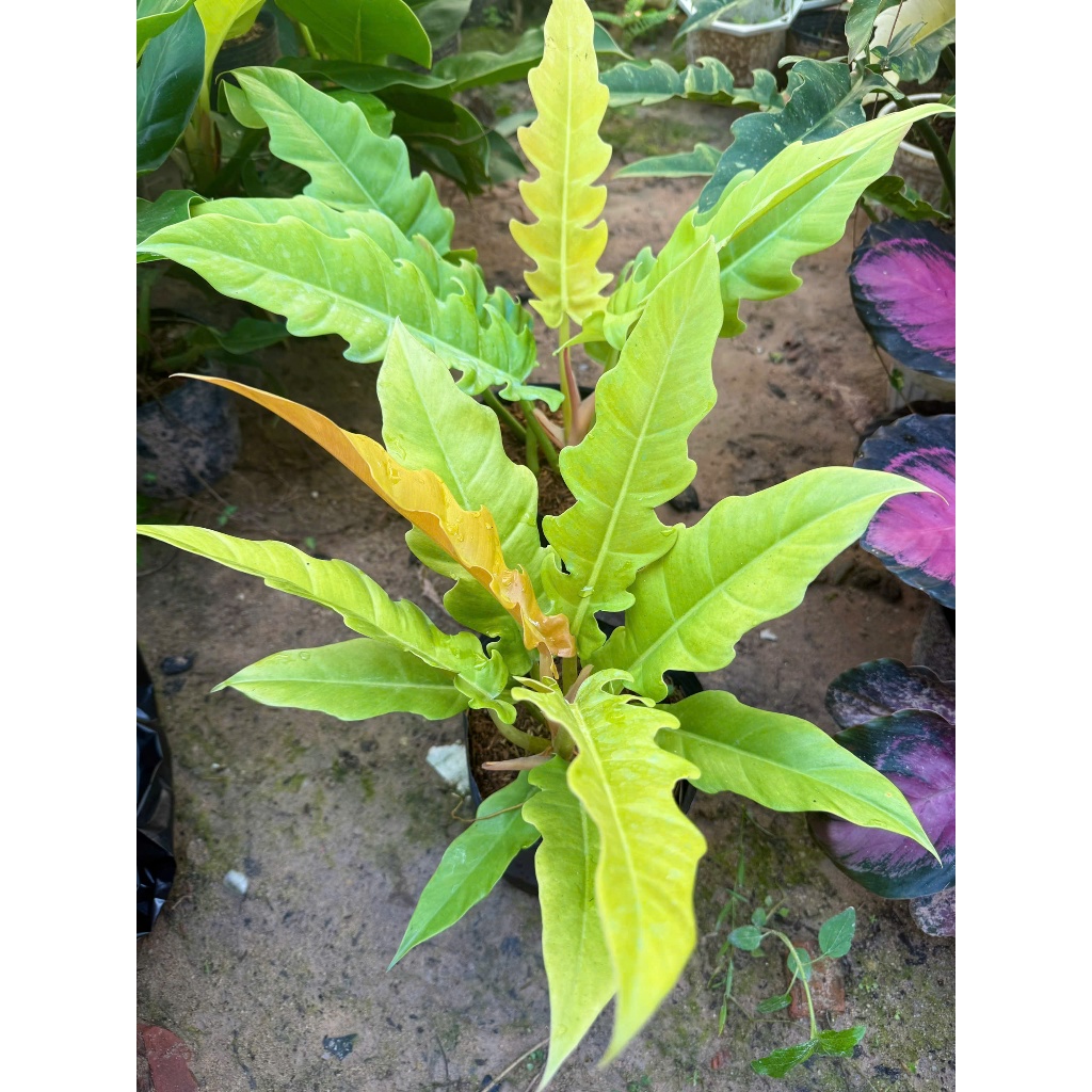 Ring Of Fire Gold - Ring Of Fire Gold (กระถางรูป)